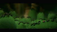 دره کوچک مورچه های گمشده-gallery_3