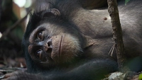 شامپانزه-gallery_2