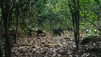 شامپانزه-gallery_0