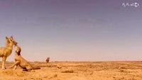 داستان بقا-gallery_2