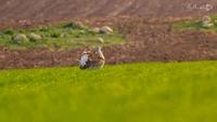 داستان بقا-gallery_6